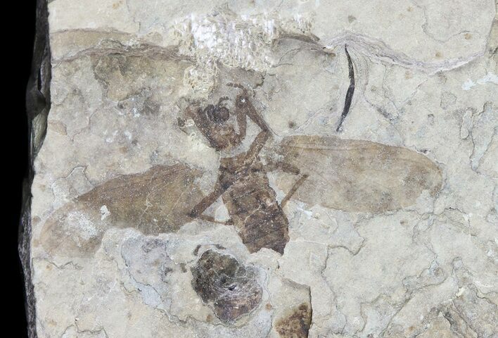 Fossil March Fly (Plecia) - Green River Formation #65134
